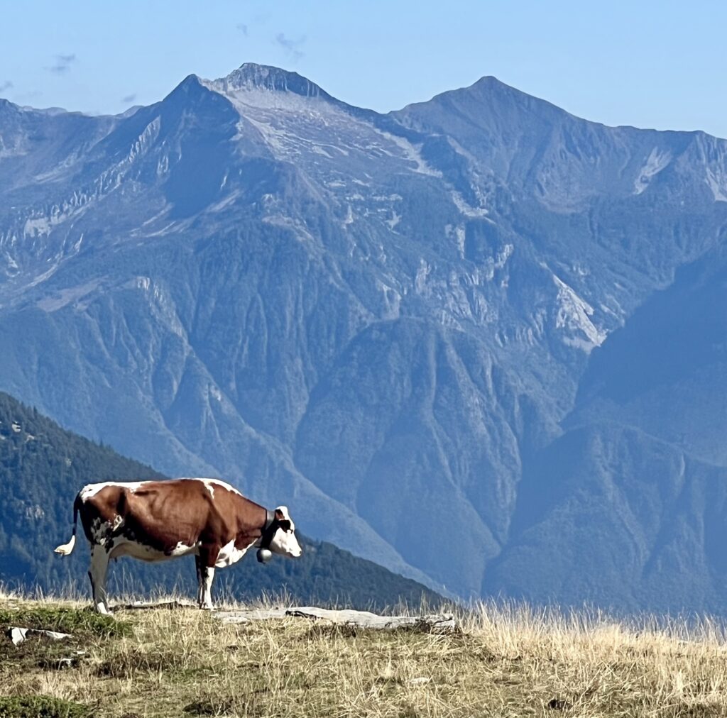 A cow grazing in the heart of the Alps, with Saint Bernardino peaks in the backdrop. This was taken in Bognanco Valley, from one of the Italian journeys.