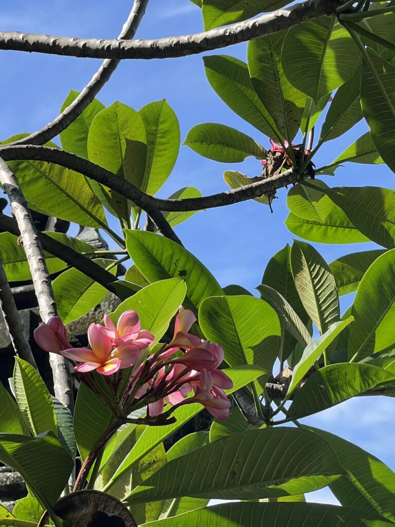 Balinese pink Frangipani with blue sky in the backdrop.