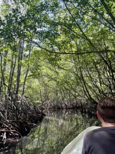 Mangrove forest in Nusa Lembongan